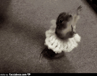 Gif Animata